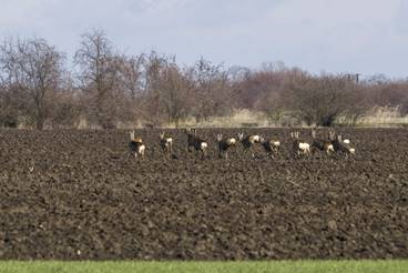 Menek�l� �z rudli