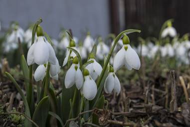 A tavasz h�rn�ke