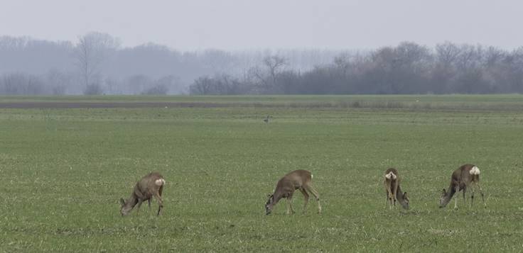 A k�zelben legel�sz� �zek