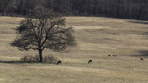 T�voli "�zek" ...