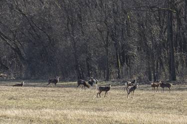 ... k�zelr�l m�r muflonok