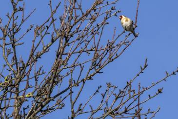 � Tengelice, f�nn a f�n, ...