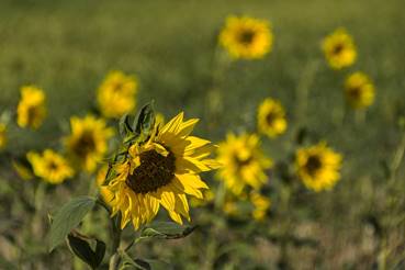 de sznfolt a kora szi tjban