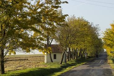 Kis kpolna Bakonysrknyon