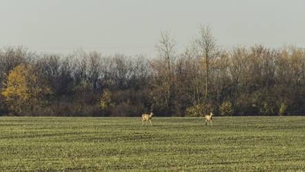 Legel�sz� �zek