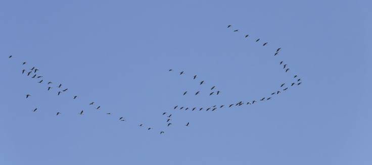 N�melyek V alakban vonultak